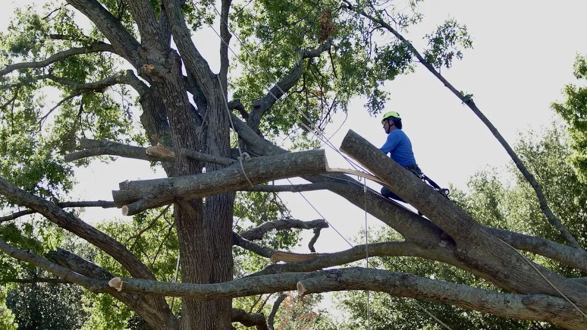 Professional Hazardous Tree Removal performed by certified arborists in Markham