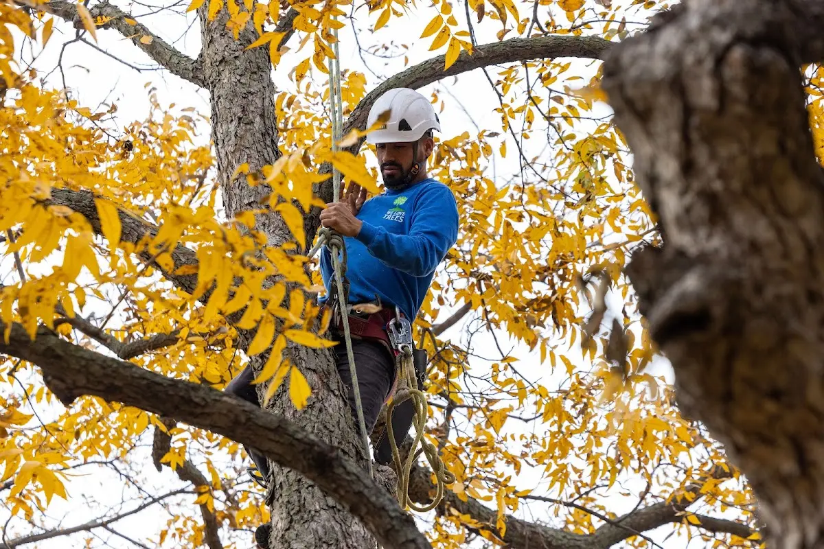 Skilled Tree Planing crew working in Markham
